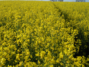 Tiller Roll - Early full flowering - 1 May 2011